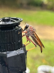 Colepia rufiventris