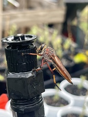 Colepia rufiventris