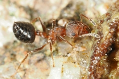 Crematogaster rogenhoferi