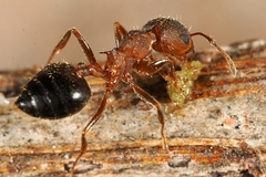 Crematogaster rogenhoferi