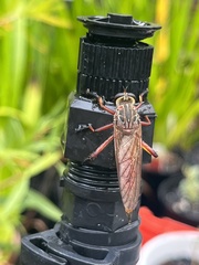 Colepia rufiventris