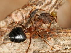 Crematogaster rogenhoferi