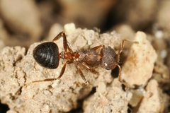 Crematogaster rogenhoferi