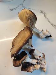 Pleurotus ostreatus