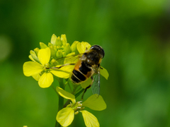 Eristalis arbustorum