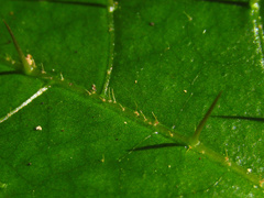 Solanum acanthodapis