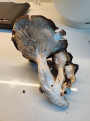 Pleurotus ostreatus