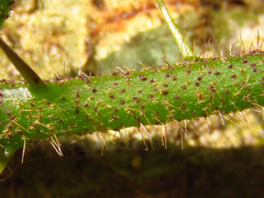 Solanum acanthodapis