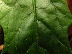 Solanum acanthodapis