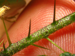 Solanum acanthodapis