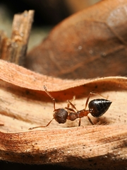 Crematogaster rogenhoferi
