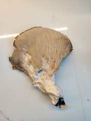 Pleurotus ostreatus
