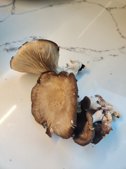 Pleurotus ostreatus