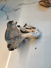 Pleurotus ostreatus