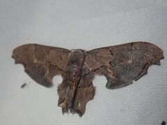 Calledapteryx dryopterata