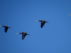 Phalacrocorax carbo