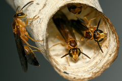 Angiopolybia