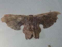 Calledapteryx dryopterata