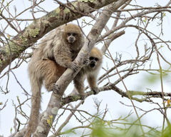 Plecturocebus pallescens