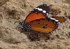 Danaus chrysippus orientis