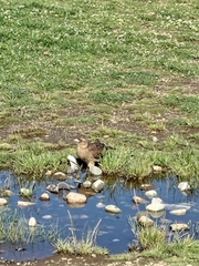 Daptrius chimango