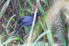Laniarius funebris