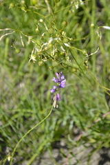 Polygala cretacea