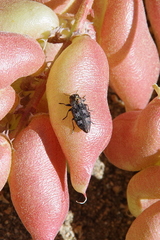 Chrysobothris semisculpta