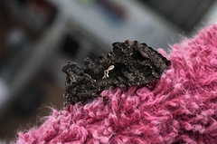 Ctenoplusia limbirena