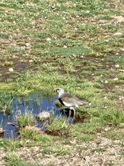 Vanellus chilensis