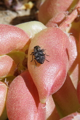 Chrysobothris semisculpta