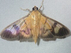 Phostria