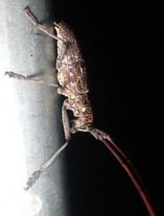 Monochamus carolinensis