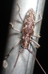 Monochamus carolinensis