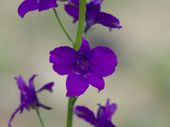 Consolida orientalis