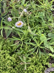 Erigeron quercifolius