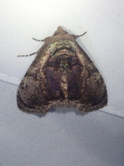 Lepidodes