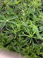 Erigeron quercifolius