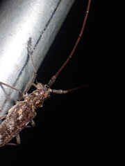 Monochamus carolinensis