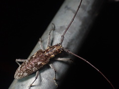 Monochamus carolinensis