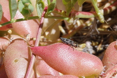 Chrysobothris semisculpta