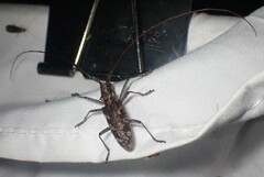 Monochamus carolinensis