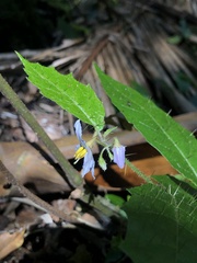 Solanum acanthodapis
