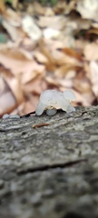 Tremella globispora