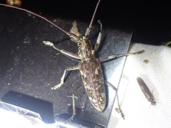 Monochamus carolinensis