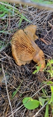 Lactarius deliciosus