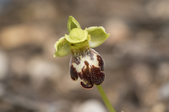 Ophrys sitiaca