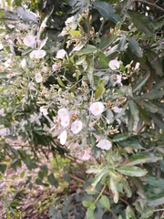 Convolvulus floridus