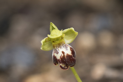 Ophrys sitiaca