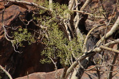Steganotaenia araliacea